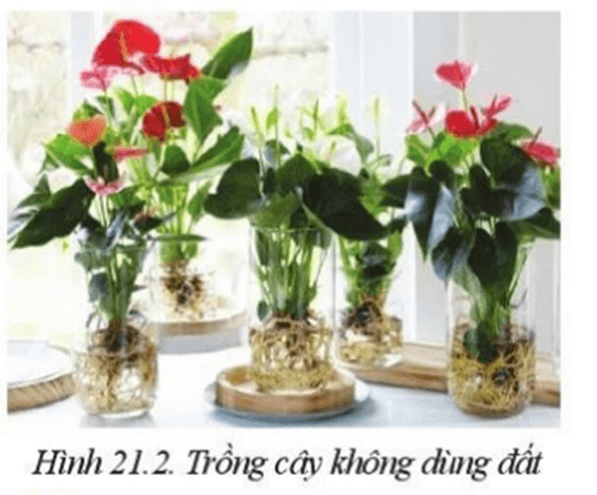 Quan sát Hình 21.2 và cho biết vì sao cây hồng môn có thể sống trong bình nước