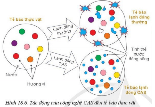 Quan sát hình 18.6, cho biết tinh thể nước đóng băng ở tế bào lạnh đông khác với ở tế bào lạnh đông CAS