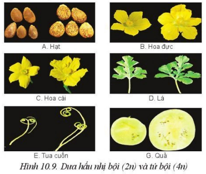 Hãy so sánh các bộ phận của cây dưa hấu nhị bộ (2n) và tứ bội (4n) trong Hình 10.9