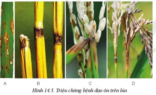 Quan sát Hình 14.5 và mô tả các triệu chứng của bệnh đạo ôn hại lúa.