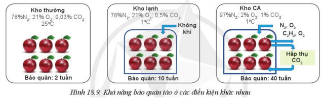 Em hãy so sánh điều kiện và hiệu quả bảo quản ở 3 loại kho: kho thường, kho lạnh, kho CA