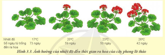 Quan sát Hình 3.3 và cho biết nhiệt độ ảnh hưởng như thế nào đến sự ra hoa