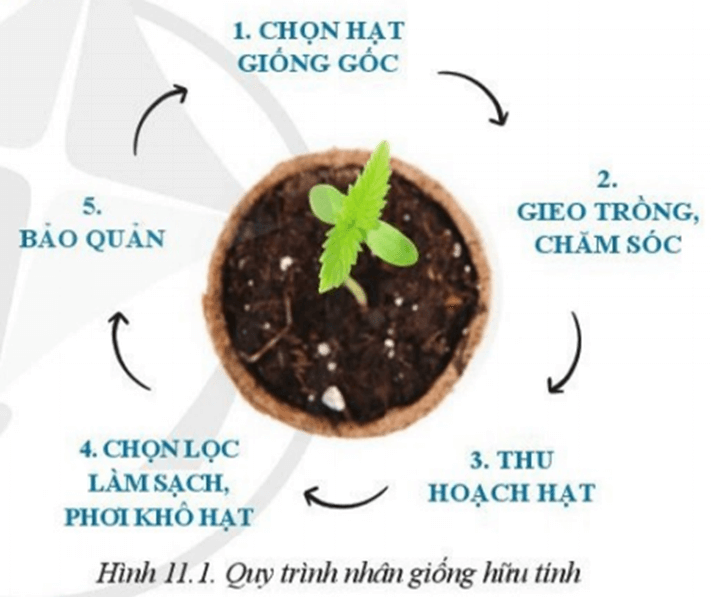 Lý thuyết Công nghệ 10 Cánh diều Bài 11: Phương pháp nhân giống cây trồng | Công nghệ trồng trọt 10