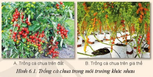 Cho biết sự khác nhau về môi trường sống của cây cà chua trong Hình 6.1A và 6.1B