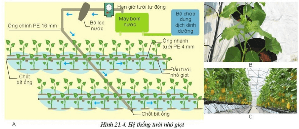 Quan sát Hình 21.4 và nêu loại cây trồng ở địa phương em có thể ứng dụng