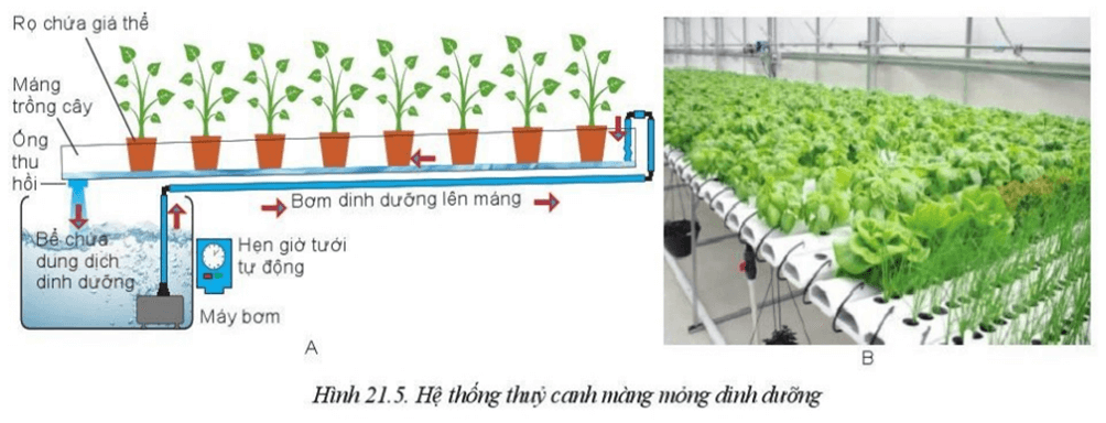 Quan sát Hình 21.5 và cho biết bộ phận nào làm nhiệm vụ điều tiết hệ thống