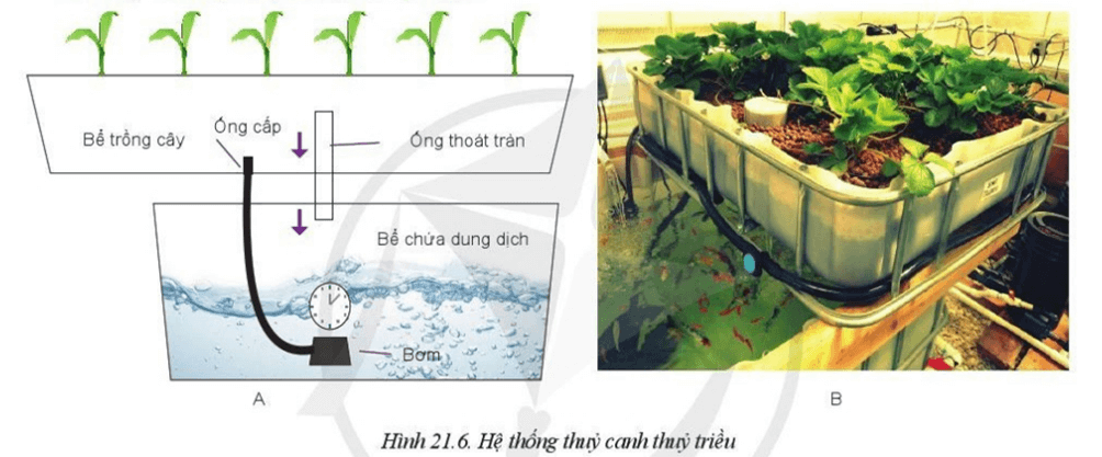 Em hãy cho biết mối quan hệ giữa cá và cây trong Hình 21.6