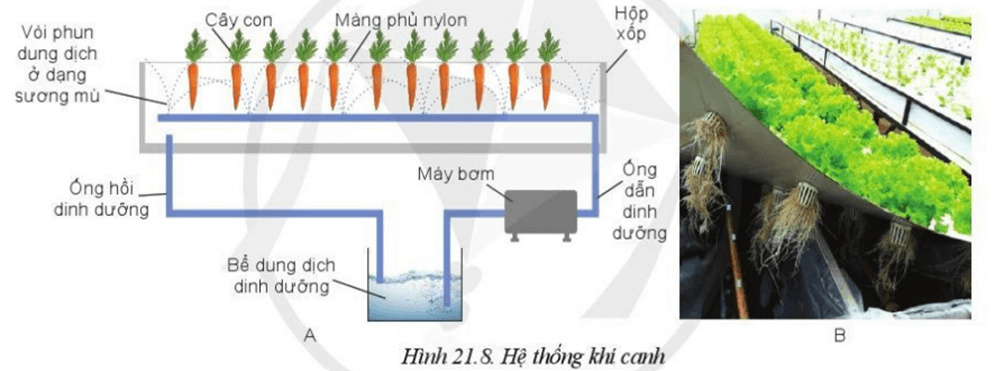 Hệ thống khí canh ở hình 21.8 có thể ứng dụng để nhân giống bằng phương pháp giâm cành