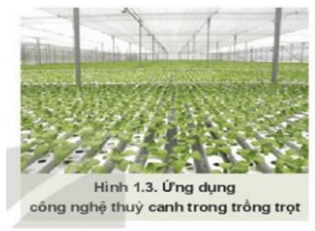 Lý thuyết Công nghệ 10 Kết nối tri thức Bài 1: Giới thiệu về trồng trọt | Công nghệ trồng trọt 10
