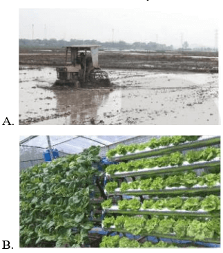 Trắc nghiệm Công nghệ 10 Kết nối tri thức Bài 1 (có đáp án): Giới thiệu về trồng trọt | Công nghệ trồng trọt 10