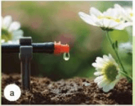 Trắc nghiệm Công nghệ 10 Kết nối tri thức Bài 24 (có đáp án): Một số công nghệ cao trong trồng trọt | Công nghệ trồng trọt 10