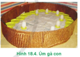  Hãy quan sát Hình 18.4 và nêu cách úm gà con 1 ngày tuổi