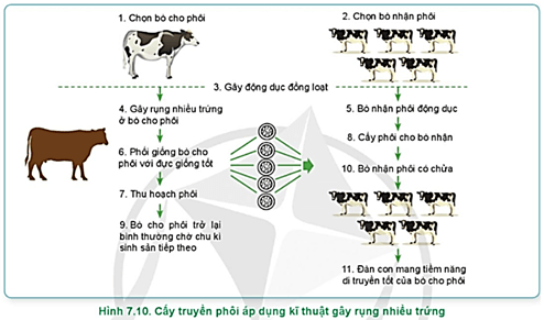  Quan sát Hình 7.10, Hình 7.11 và nêu các bước trong quy trình cấy truyền phôi