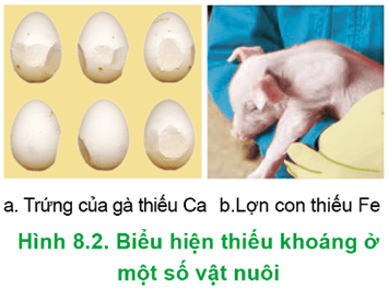  Hãy nêu các biểu hiện bệnh của vật nuôi do thiếu khoáng trong Hình 8.2.