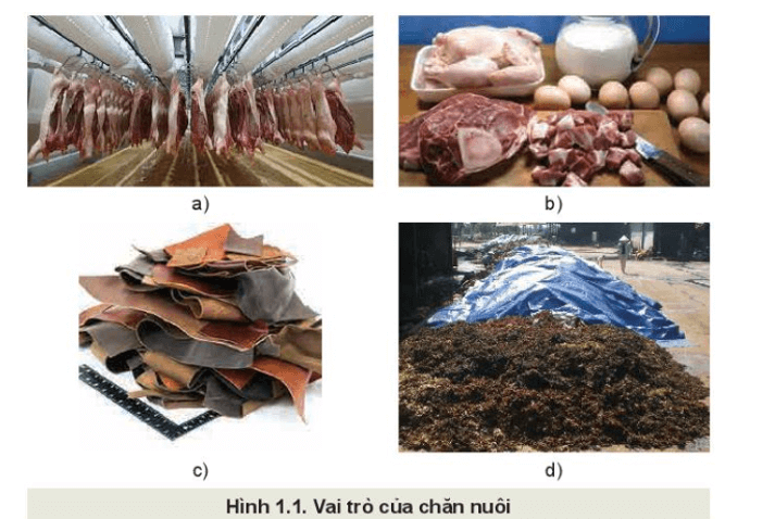 Quan sát Hình 1.1 và phân tích vai trò của chăn nuôi tương ứng 