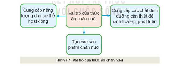 Quan sát Hình 7.1 và cho biết vai trò của thức ăn chăn nuôi