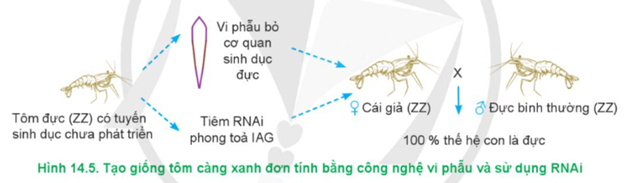 Lý thuyết Công nghệ 12 Cánh diều Bài 14: Vai trò của giống và ứng dụng công nghệ sinh học trong chọn và nhân giống thuỷ sản trong chọn và nhân giống thuỷ sản | Lâm nghiệp Thủy sản 12