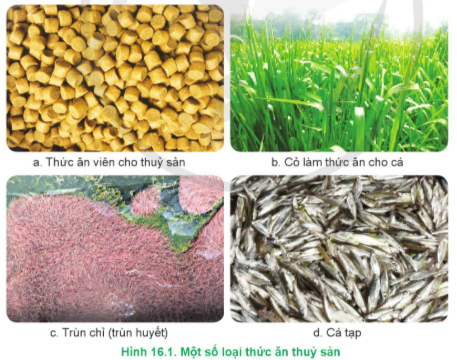 Lý thuyết Công nghệ 12 Cánh diều Bài 16: Thành phần dinh dưỡng của thức ăn thuỷ sản | Lâm nghiệp Thủy sản 12