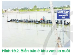 Lý thuyết Công nghệ 12 Cánh diều Bài 19: Quy trình nuôi thuỷ sản theo tiêu chuẩn VietGAP | Lâm nghiệp Thủy sản 12