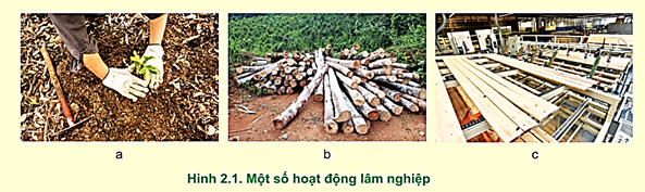 Lý thuyết Công nghệ 12 Cánh diều Bài 2: Đặc trưng cơ bản của sản xuất lâm nghiệp | Lâm nghiệp Thủy sản 12