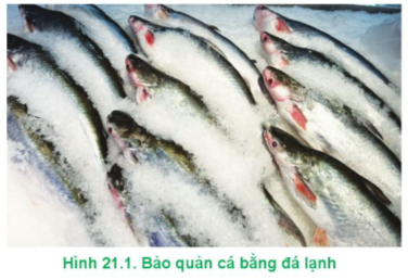 Lý thuyết Công nghệ 12 Cánh diều Bài 21: Bảo quản và chế biến thuỷ sản | Lâm nghiệp Thủy sản 12