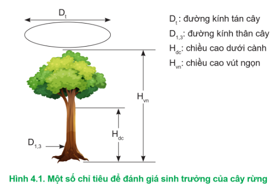 Lý thuyết Công nghệ 12 Cánh diều Bài 4: Sinh trưởng và phát triển của cây rừng | Lâm nghiệp Thủy sản 12