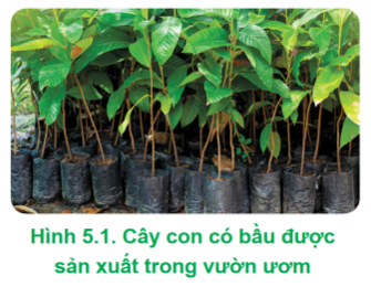 Lý thuyết Công nghệ 12 Cánh diều Bài 5: Hoạt động trồng và chăm sóc rừng | Lâm nghiệp Thủy sản 12