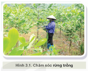 Trồng và chăm sóc rừng Hình 3.1 có vai trò như thế nào đối với kinh tế