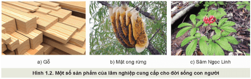 Đọc nội dung mục 1 kết hợp quan sát Hình 1.2, nêu vai trò của lâm nghiệp