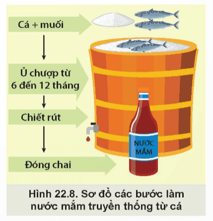 Quan sát Hình 22.8 và mô tả các bước làm nước mắm truyền thống từ cá