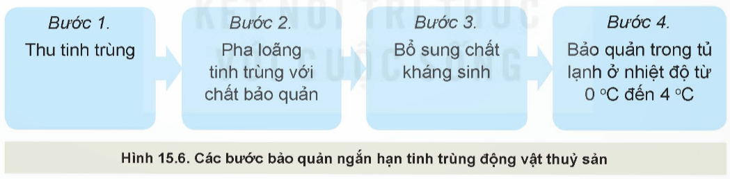 Quan sát hình 15.6 và mô tả các bước bảo quản ngắn hạn tinh trùng của động vật