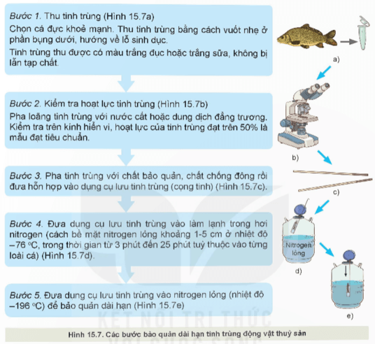 Quan sát hình 15.7 và mô tả các bước bảo quản dài hạn tinh trùng của động vật