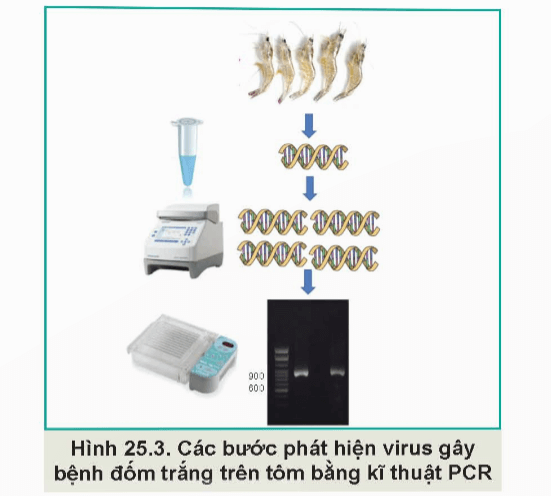 Quan sát Hình 25.3, mô tả các bước phát hiện virus gây bệnh trên tôm