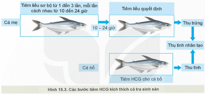 Quan sát Hình 15.3, mô tả các bước sử dụng HCG kích thích cá tra sinh sản