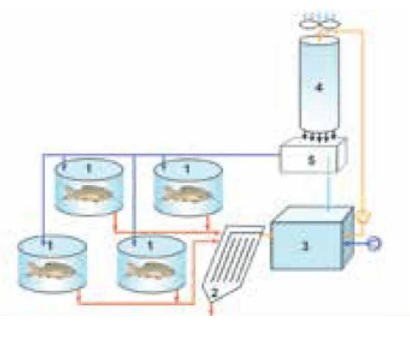 Vẽ sơ đồ nguyên lí hoạt động của hệ thống nuôi tuần hoàn. Nêu ưu và nhược điểm