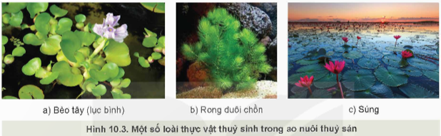 Lý thuyết Công nghệ 12 Kết nối tri thức Bài 10: Giới thiệu về môi trường nuôi thuỷ sản< | Lâm nghiệp Thủy sản 12