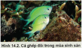 Lý thuyết Công nghệ 12 Kết nối tri thức Bài 14: Sinh sản của cá và tôm | Lâm nghiệp Thủy sản 12