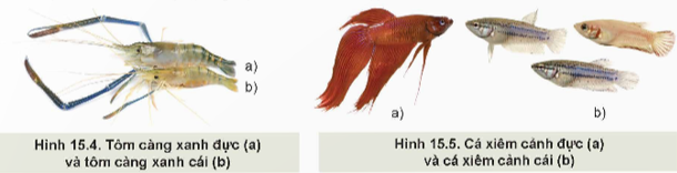 Lý thuyết Công nghệ 12 Kết nối tri thức Bài 15: Ứng dụng công nghệ sinh học trong chọn và nhân giống thuỷ sản | Lâm nghiệp Thủy sản 12