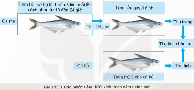 Lý thuyết Công nghệ 12 Kết nối tri thức Bài 15: Ứng dụng công nghệ sinh học trong chọn và nhân giống thuỷ sản | Lâm nghiệp Thủy sản 12