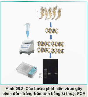 Lý thuyết Công nghệ 12 Kết nối tri thức Bài 25: Ứng dụng công nghệ sinh học trong phòng, trị bệnh thuỷ sản | Lâm nghiệp Thủy sản 12