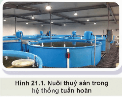 Thế nào là nuôi thủy sản trong hệ thống tuần hoàn (Hình 21.1)