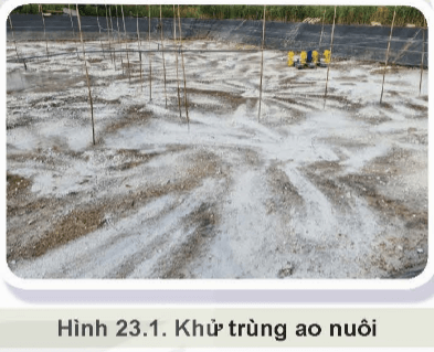 Khử trùng ao nuôi (Hình 23.1) có vai trò như thế nào đối với phòng bệnh thủy sản?