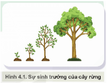 Quan sát Hình 4.1 và cho biết thế nào là sinh trưởng của cây rừng