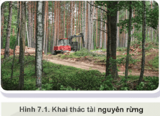 Khai thác tài nguyên rừng (Hình 7.1) được thực hiện như thế nào?