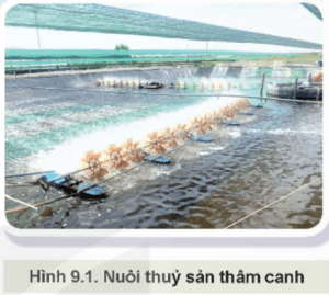 Các loại thủy sản gồm những nhóm nào? Ngoài phương thức nuôi thâm canh