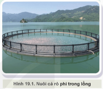 Nuôi cá thương phẩm trong lồng (Hình 19.1) gồm những công việc gì