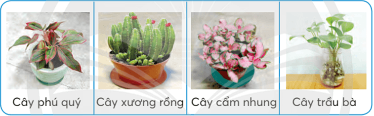 Công nghệ lớp 4 Chân trời sáng tạo Bài 4: Trồng cây cảnh trong chậu