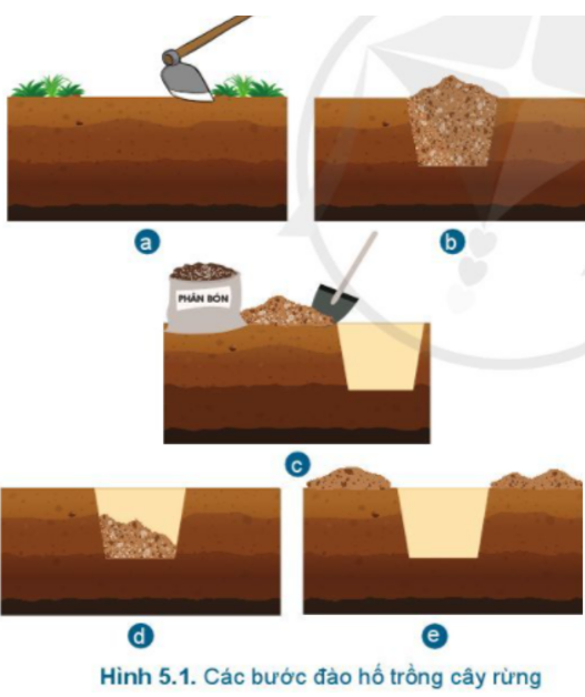 Hãy sắp xếp hình ảnh trong Hình 5.1 theo thứ tự của kĩ thuật đào hố
