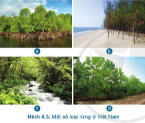 Kể tên những loại rừng có trong Hình 4.3