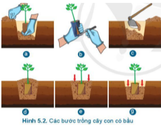Các hình ảnh trong Hình 5.2 tương ứng với bước nào của quy trình trồng rừng